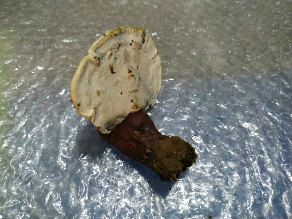 Bosco misto con pini - 900 m - 15 dicembre - 4