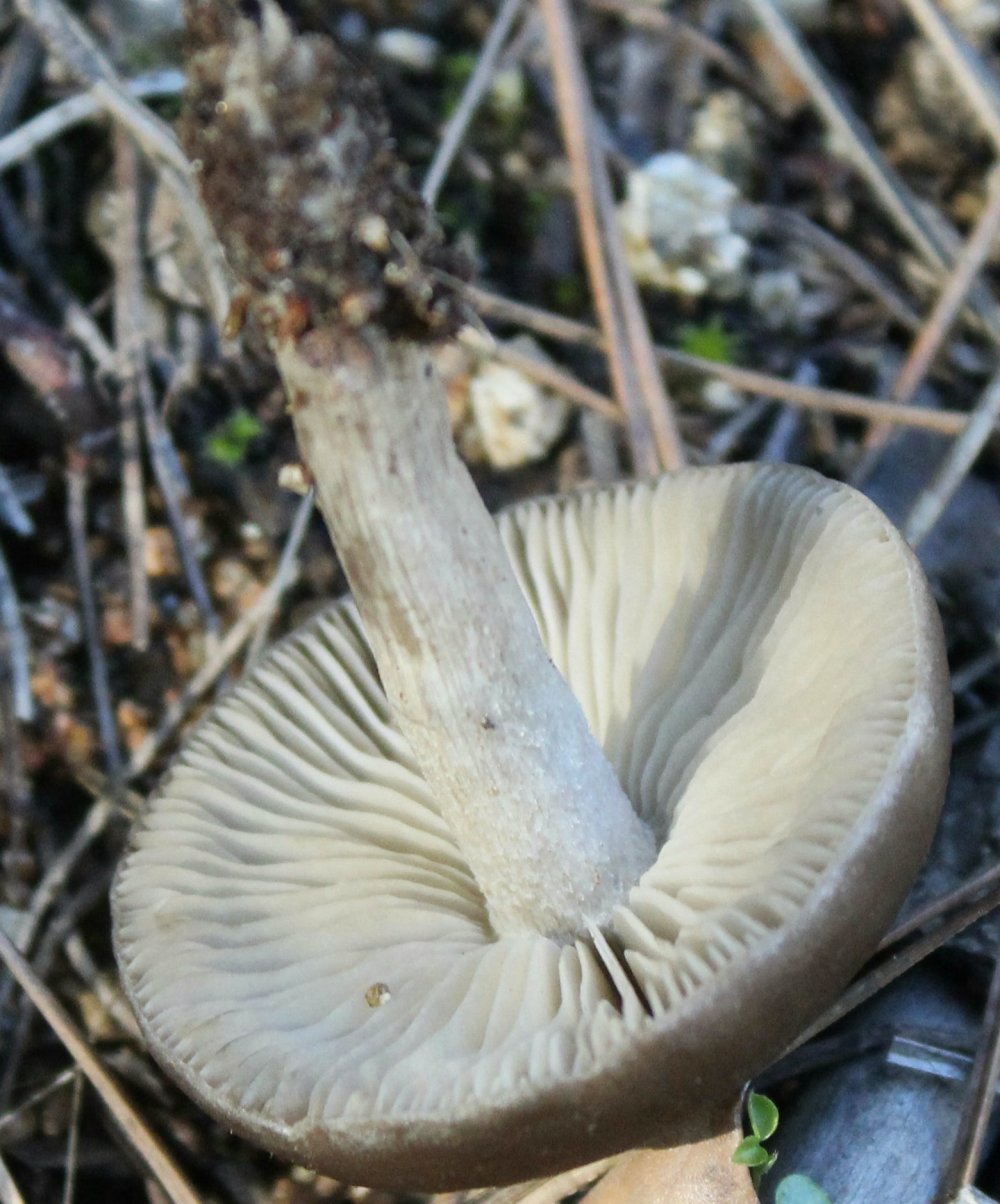 Bosco misto con pini - 900 m - 15 dicembre - 1