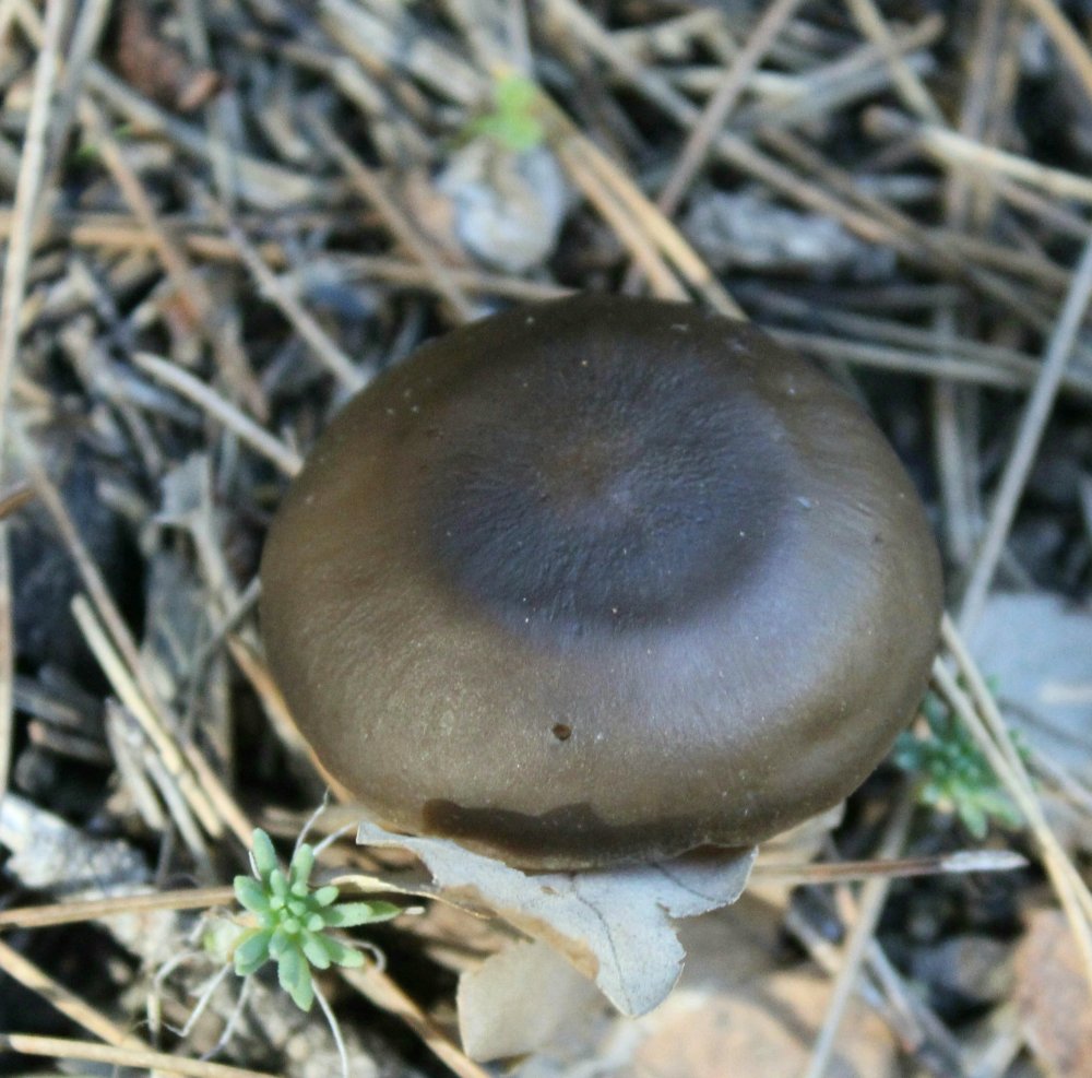 Bosco misto con pini - 900 m - 15 dicembre - 1