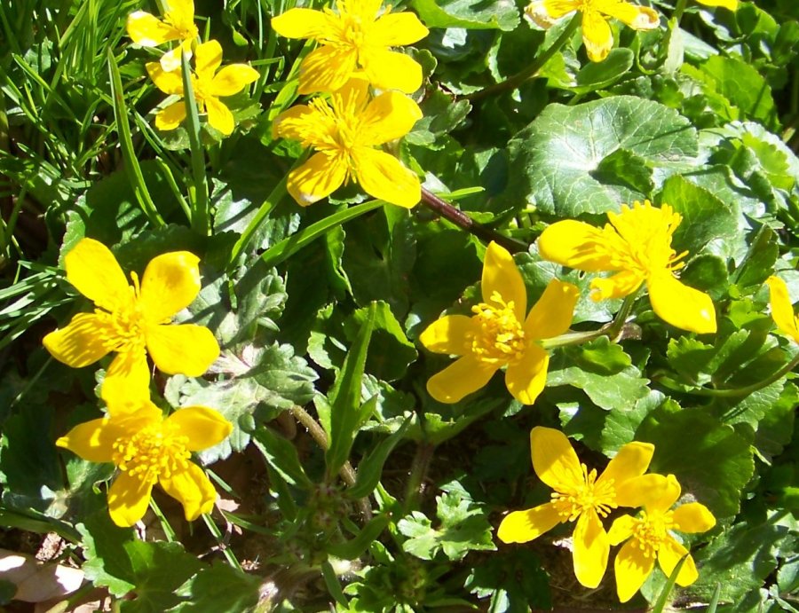 Caltha palustris (Ranunculaceae)