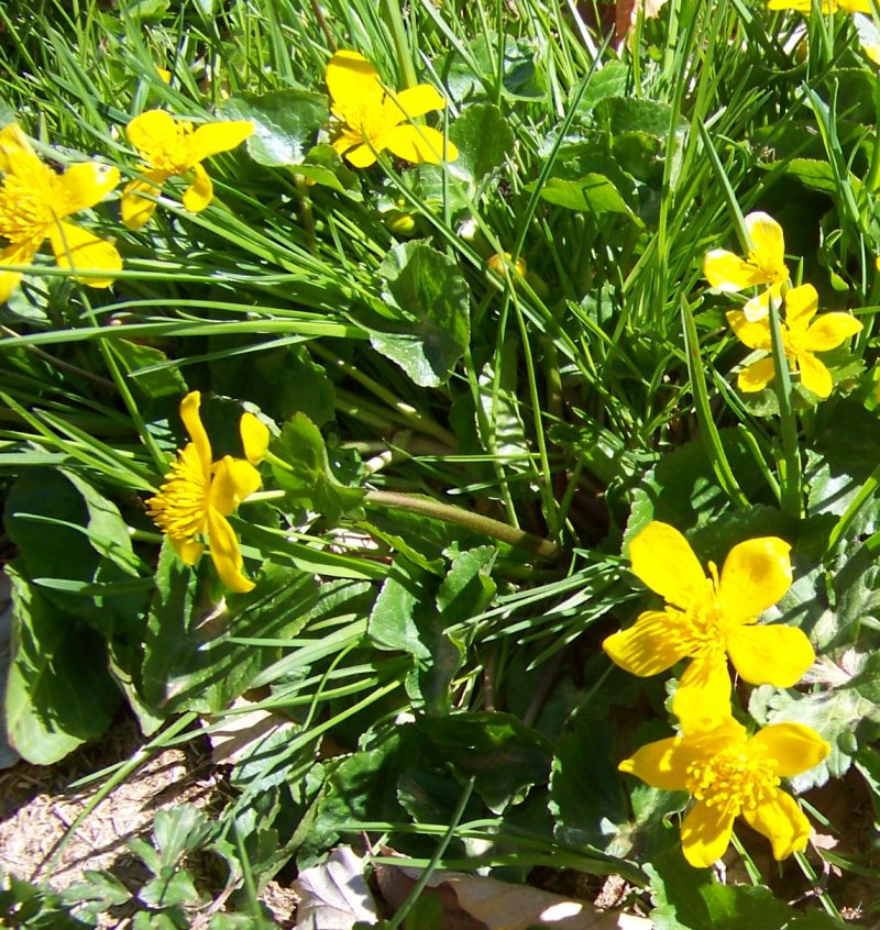 Caltha palustris (Ranunculaceae)