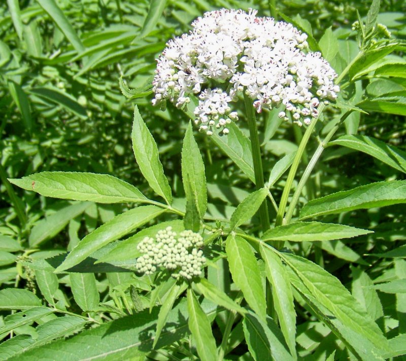 Sambucus ebulus / Sambuco lebbio (Adoxaceae)