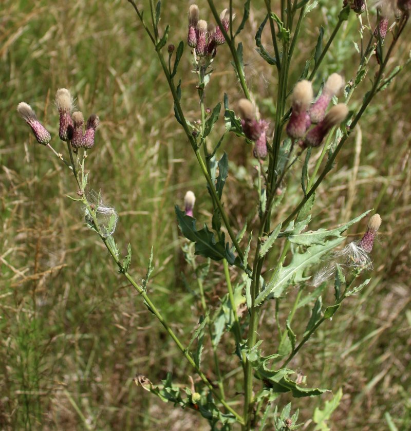 Sila 1200 m - Cirsium arvense