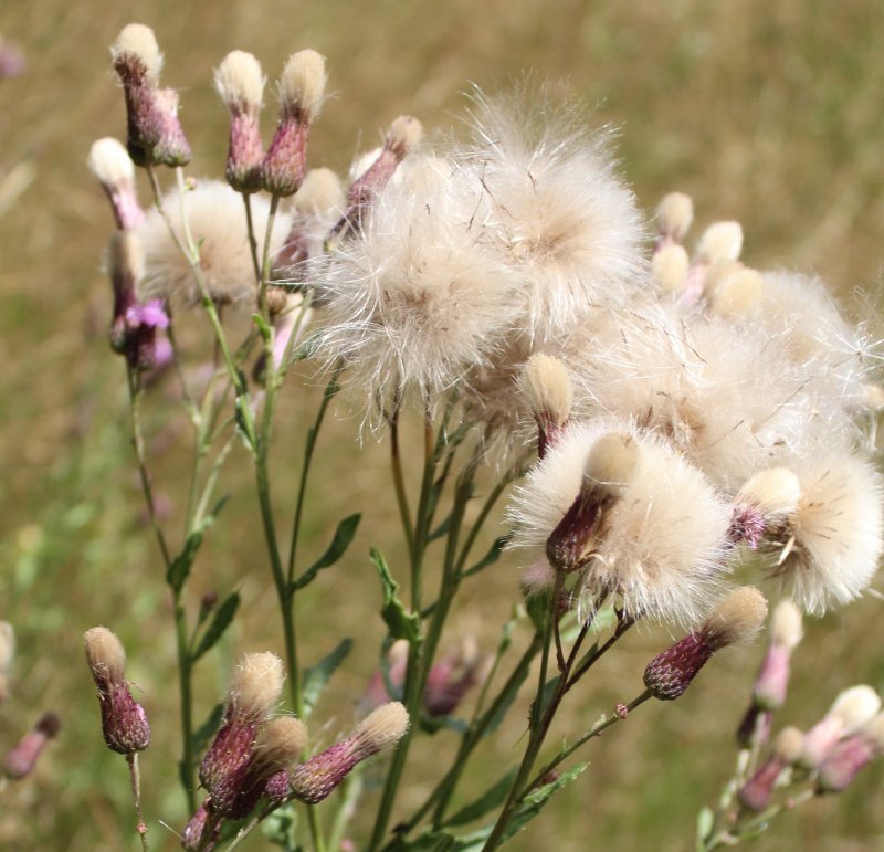 Sila 1200 m - Cirsium arvense