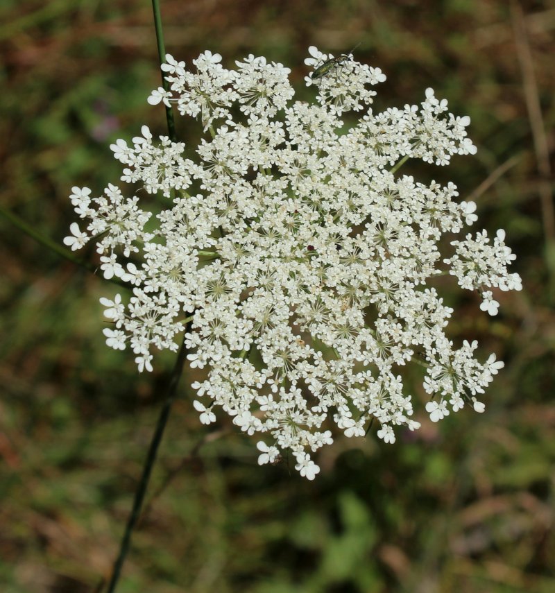 Sila 1200 m - Daucus carota