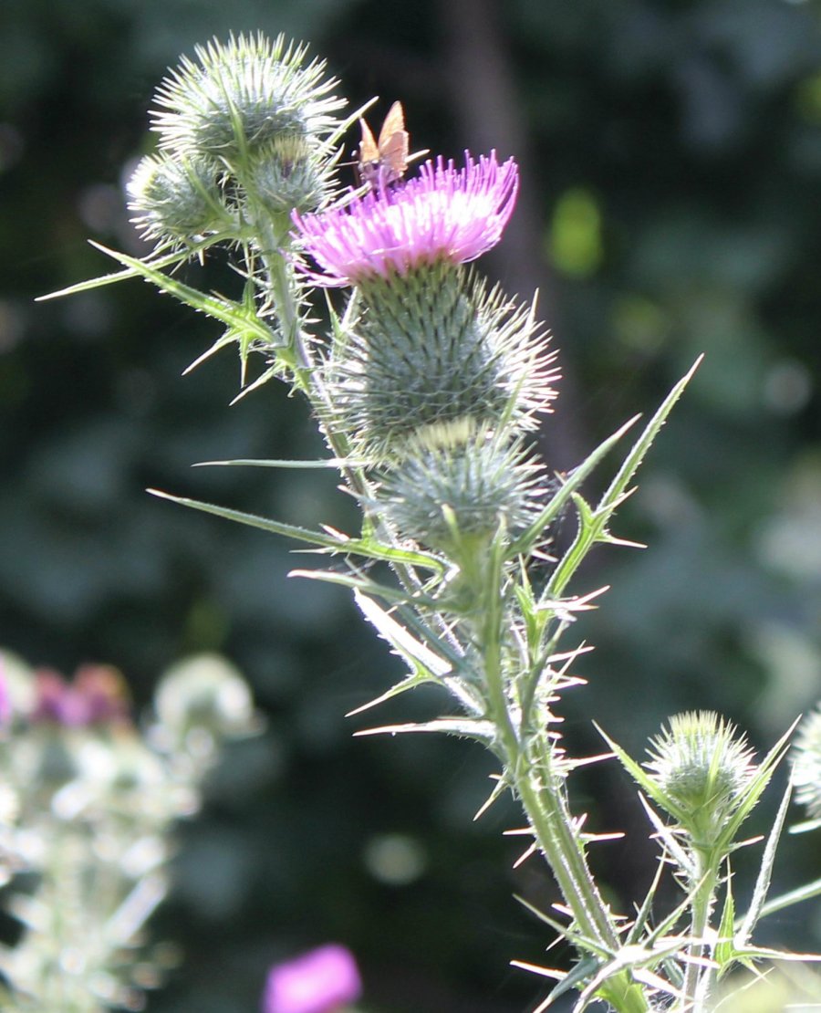 Quale specie di cardo? Cirsium vulgare