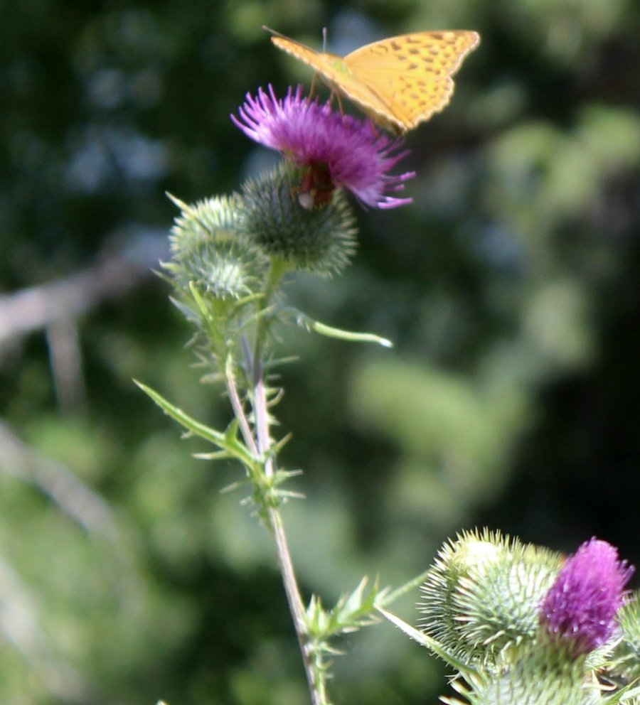 Quale specie di cardo? Cirsium vulgare