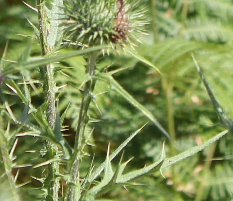 Quale specie di cardo? Cirsium vulgare