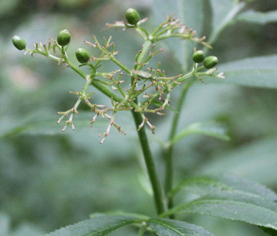Sambucus ebulus (cfr.), Adoxaceae