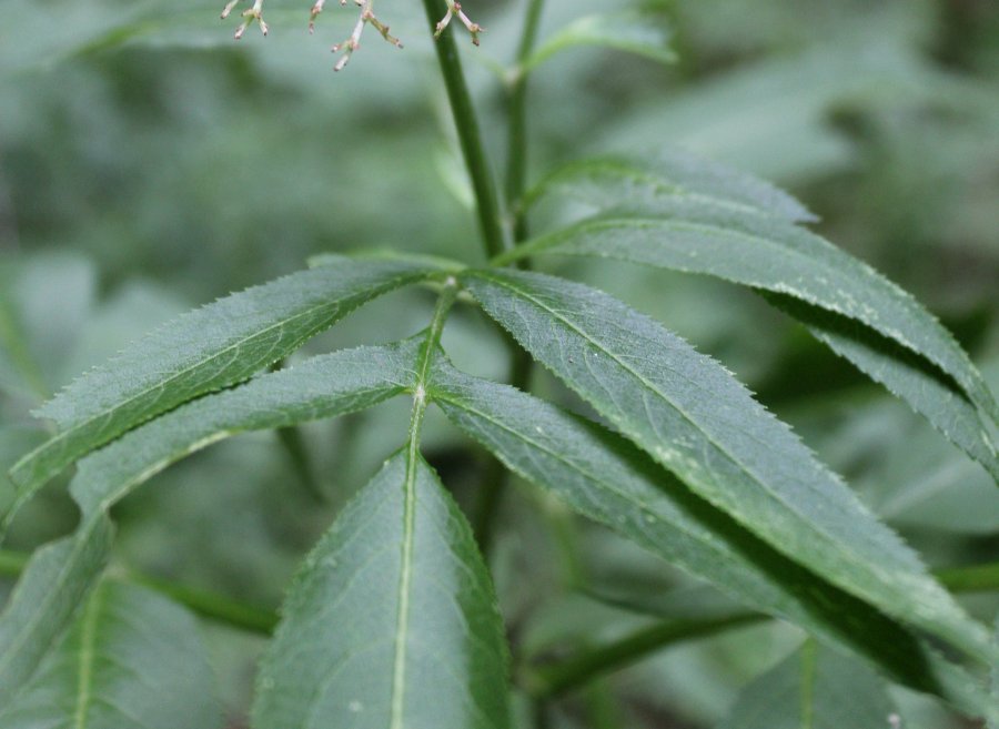 Sambucus ebulus (cfr.), Adoxaceae