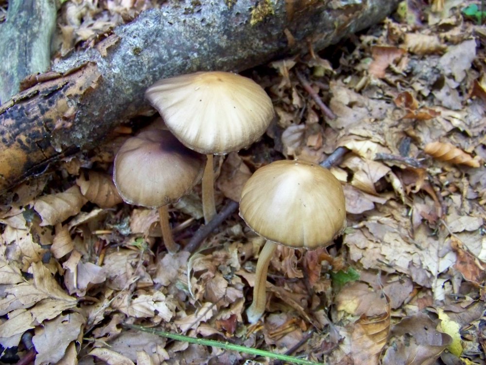 Faggeta - 1600 m - 29 settembre