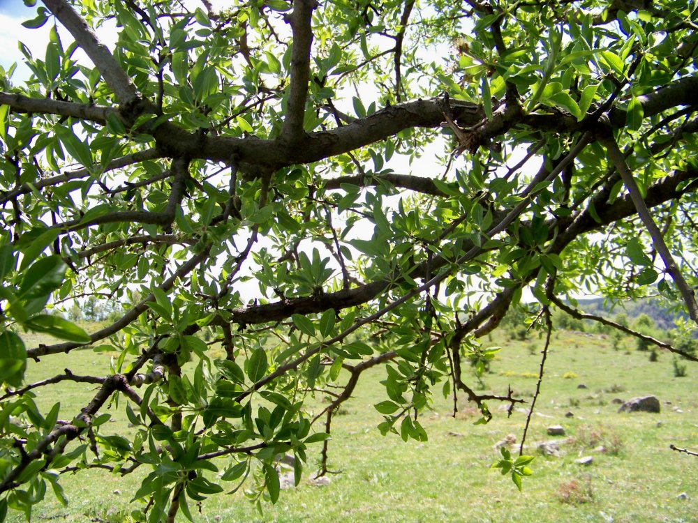 Riconoscimento albero:  Malus sylvestris (cfr.)