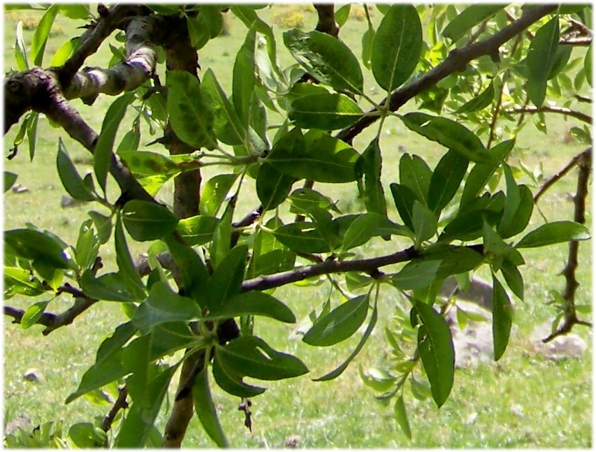 Riconoscimento albero:  Malus sylvestris (cfr.)