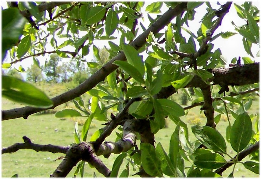 Riconoscimento albero:  Malus sylvestris (cfr.)