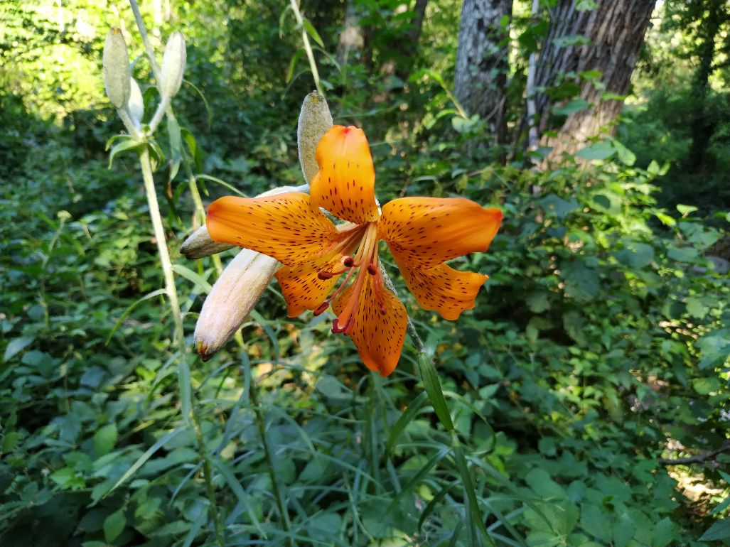 Pianta in Sila: Lilium bulbiferum