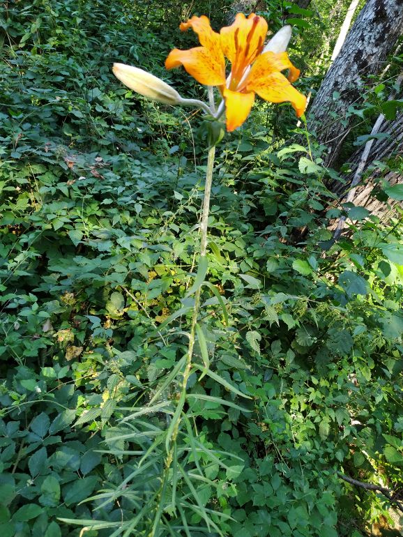 Pianta in Sila: Lilium bulbiferum