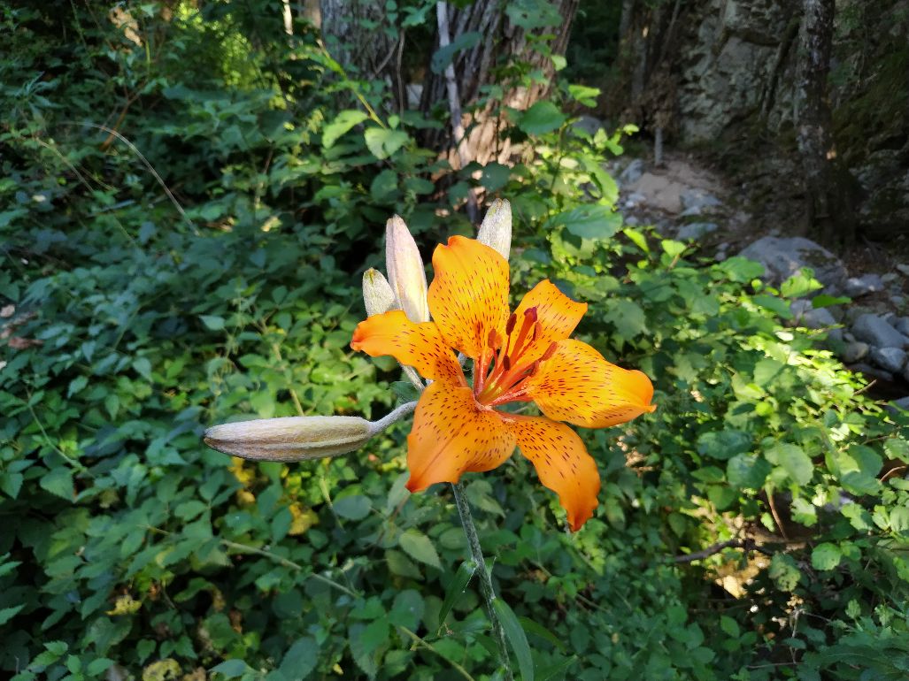 Pianta in Sila: Lilium bulbiferum