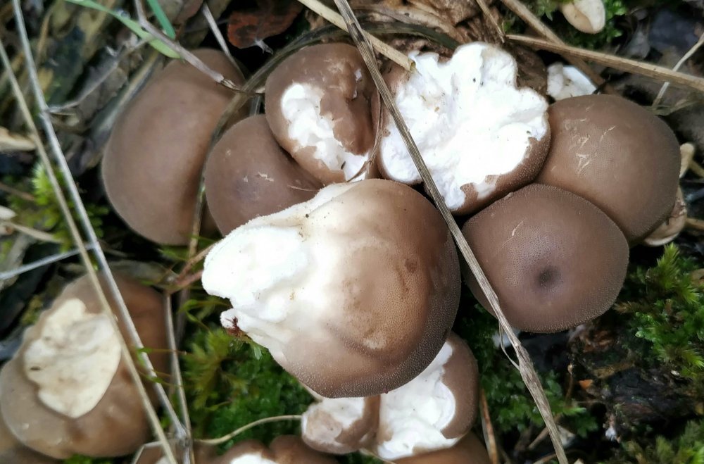 Sila 1300m 1 novembre 7