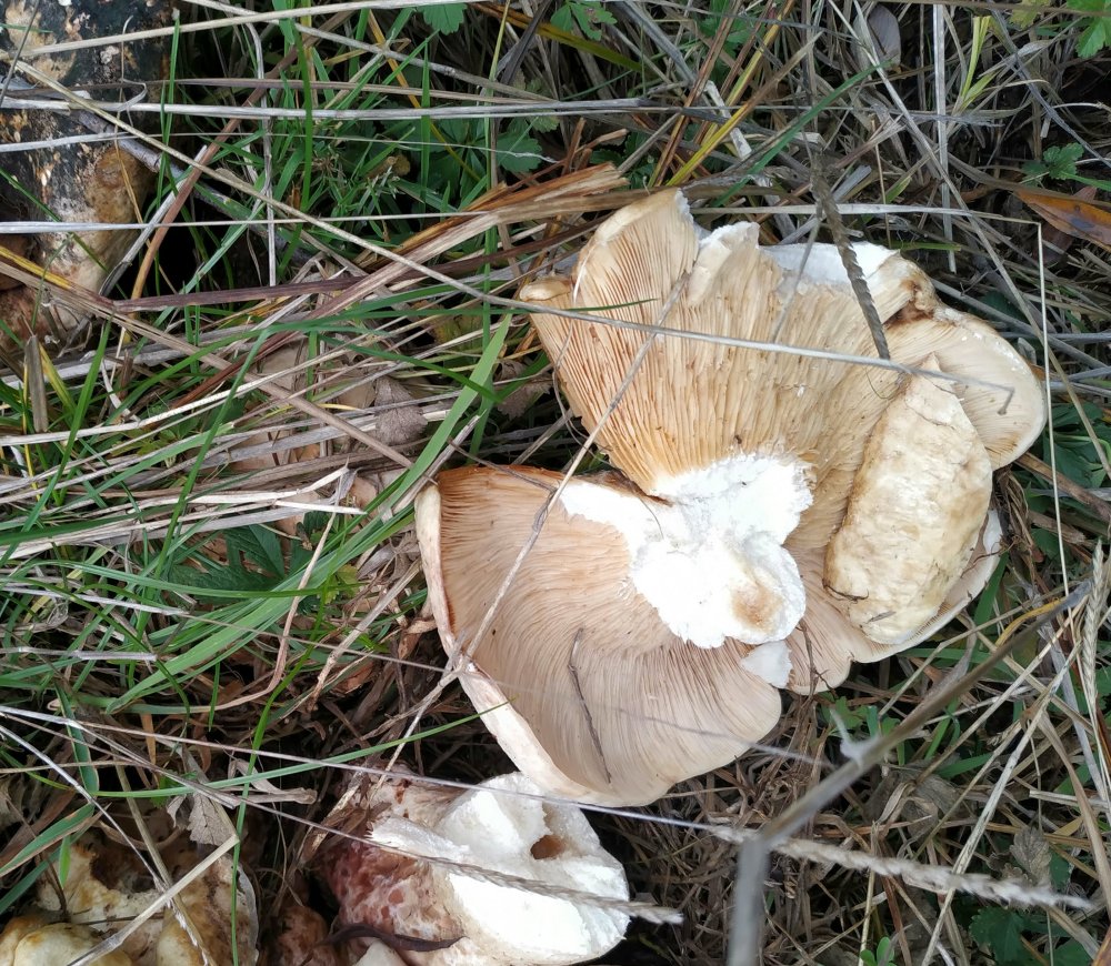 Sila 1300m 1 novembre 3