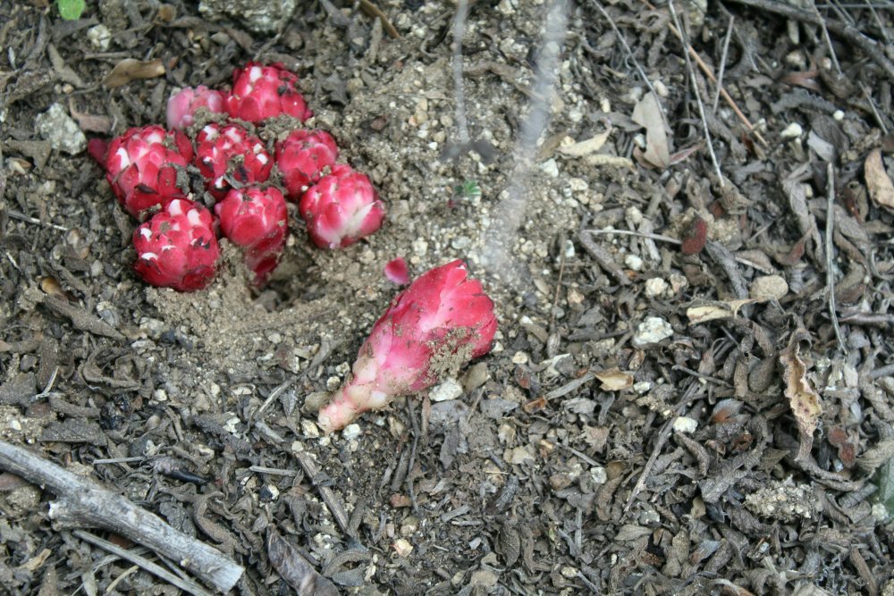 Cytinus ruber (Cytinaceae)