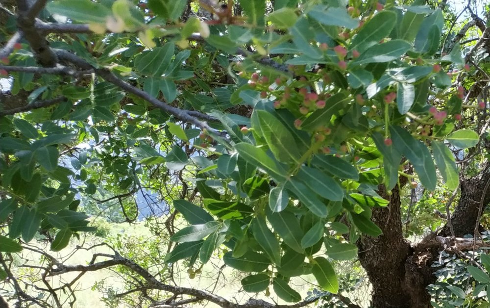 Pistacia terebinthus (Anacardiaceae)