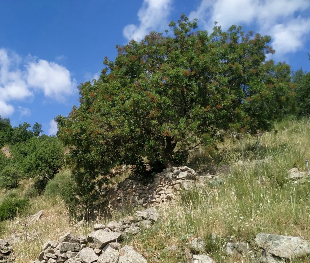 Pistacia terebinthus (Anacardiaceae)