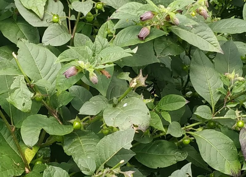 Belladonna? S, Atropa belladonna (Solanaceae)