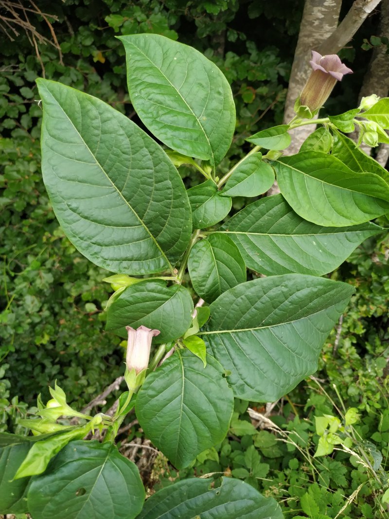 Belladonna? Sì, Atropa belladonna (Solanaceae)