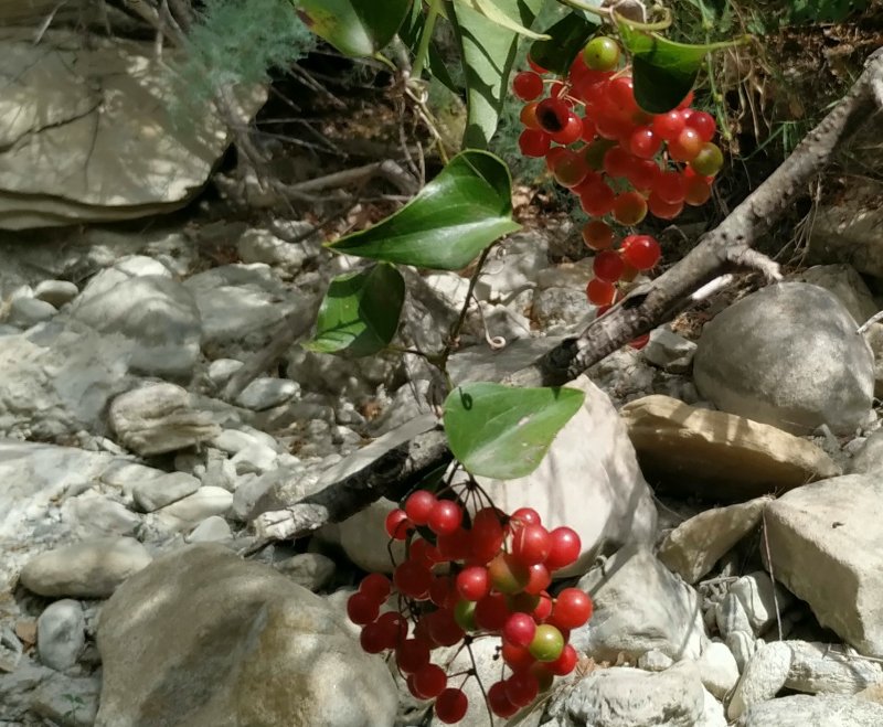 Pianta con bacche rosse:  Smilax aspera (Smilacaceae)
