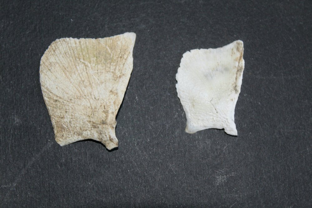 Identificazione conchiglia lacustre