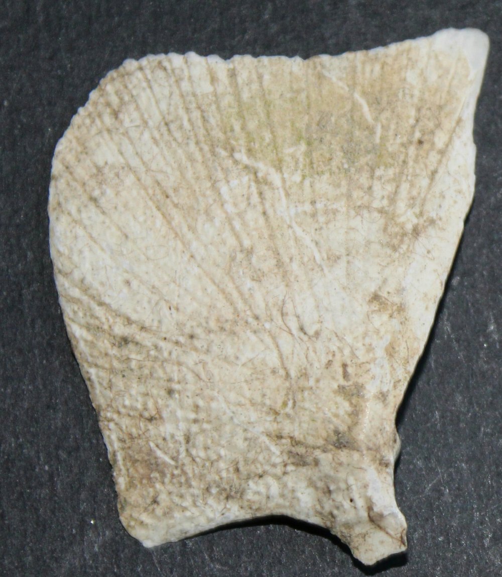 Identificazione conchiglia lacustre