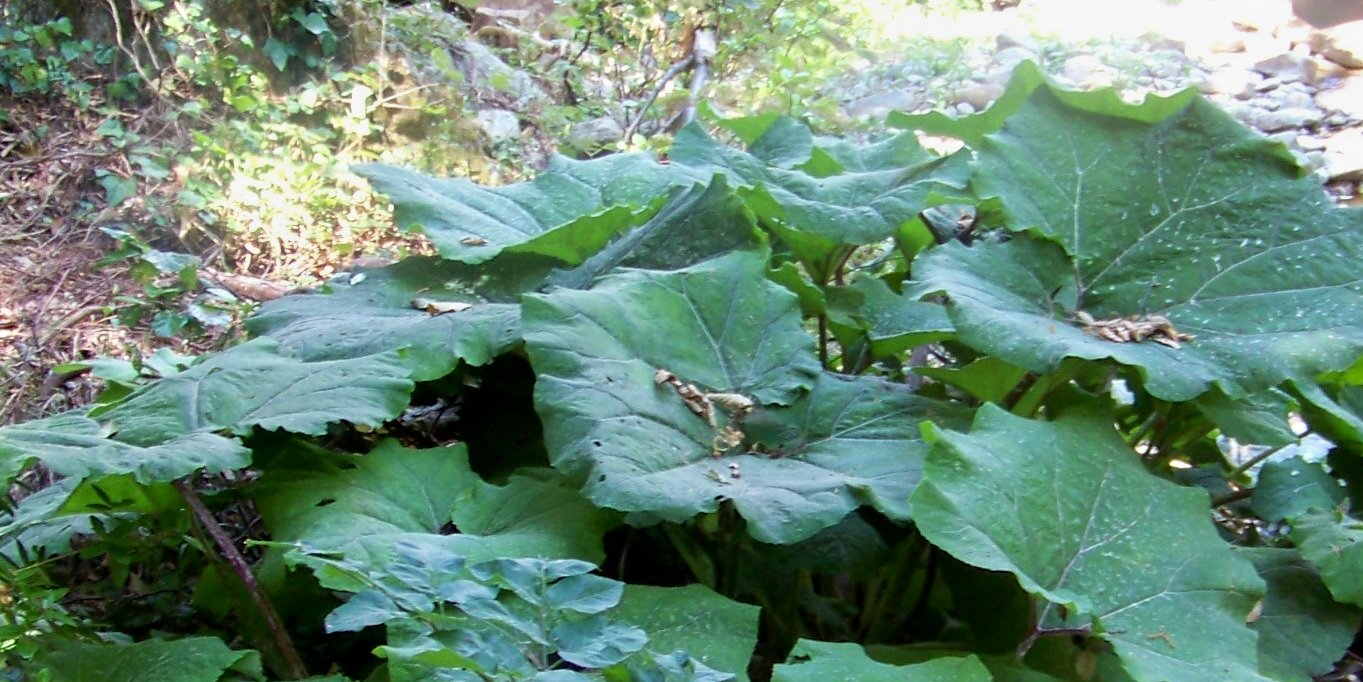 Farfaraccio da identificare