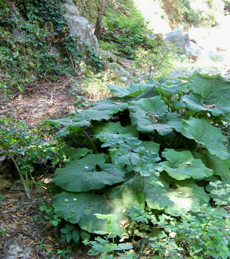 Farfaraccio da identificare