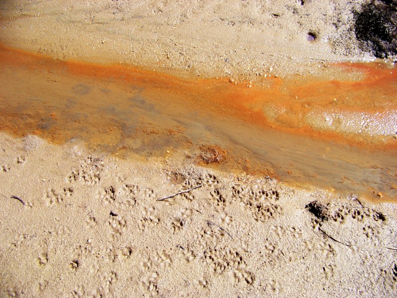 Lupa o cagna con cucciolo al seguito?