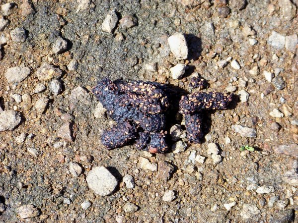 Lupa o cagna con cucciolo al seguito?