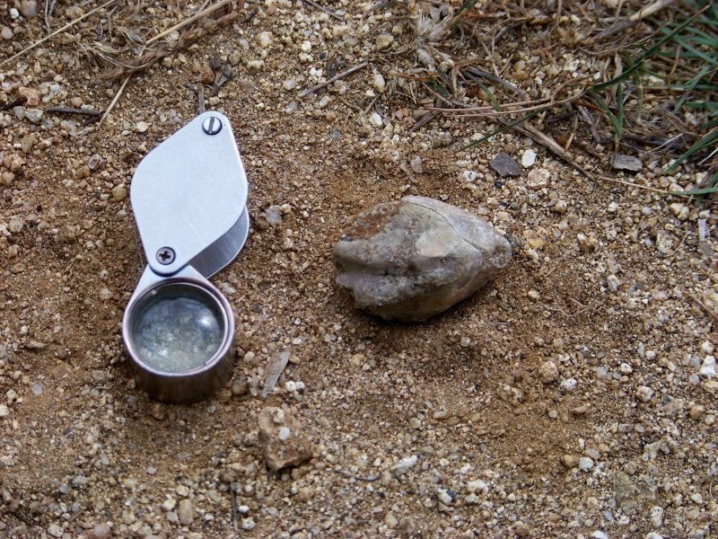 Fossili miocenici crotonesi da determinare