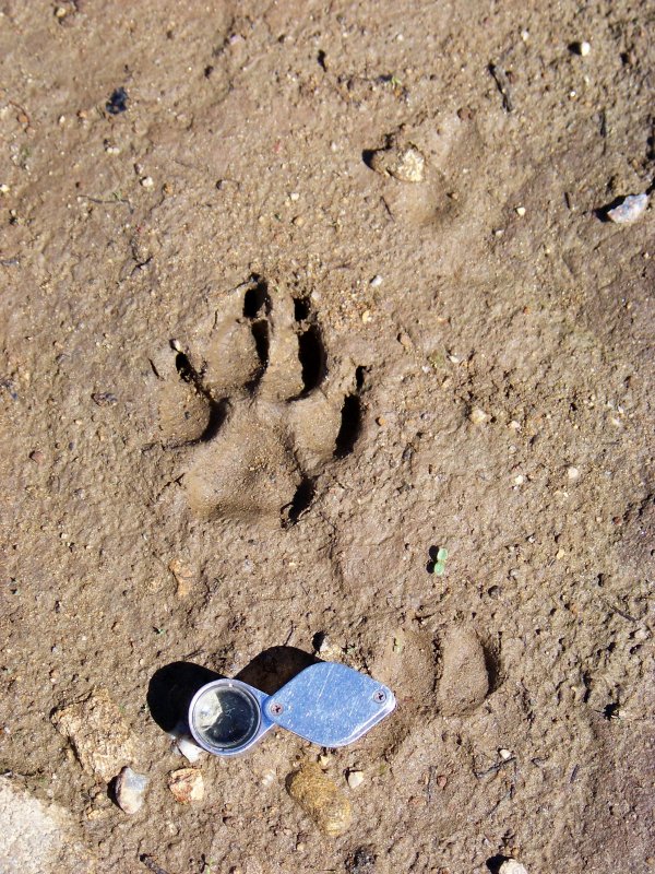Lupa o cagna con cucciolo al seguito?