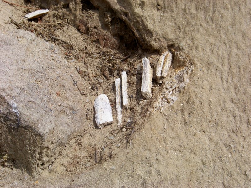 Fossili miocenici crotonesi da determinare