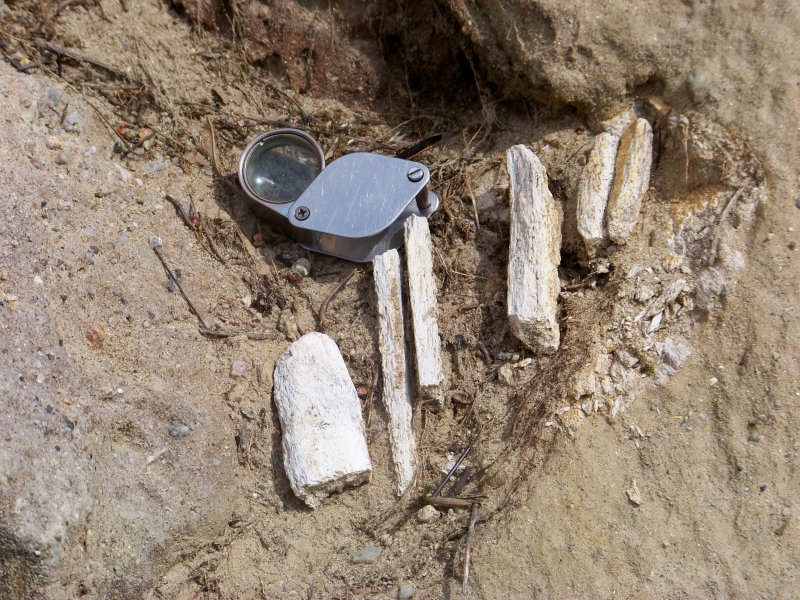 Fossili miocenici crotonesi da determinare