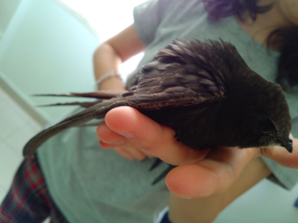 Aiuto per supposto rondone