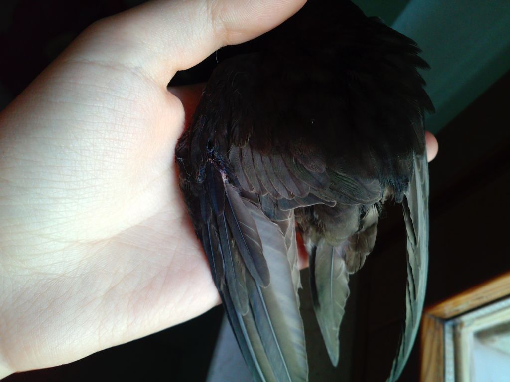 Aiuto per supposto rondone