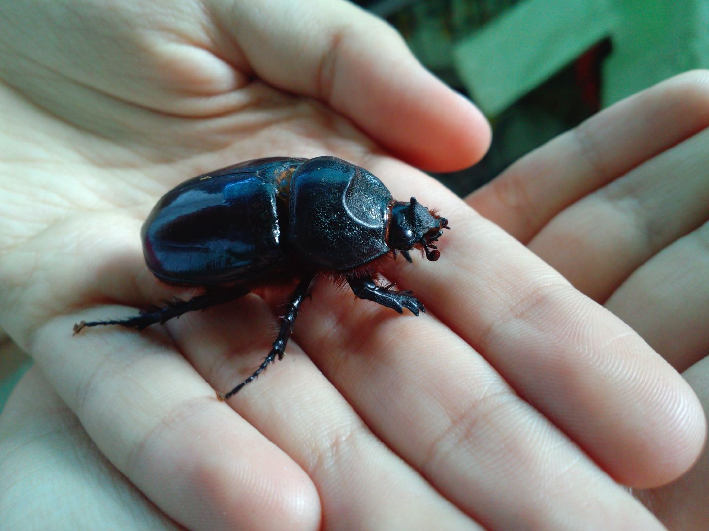 Scarabeo da determinare, femmina di Oryctes nasicornis