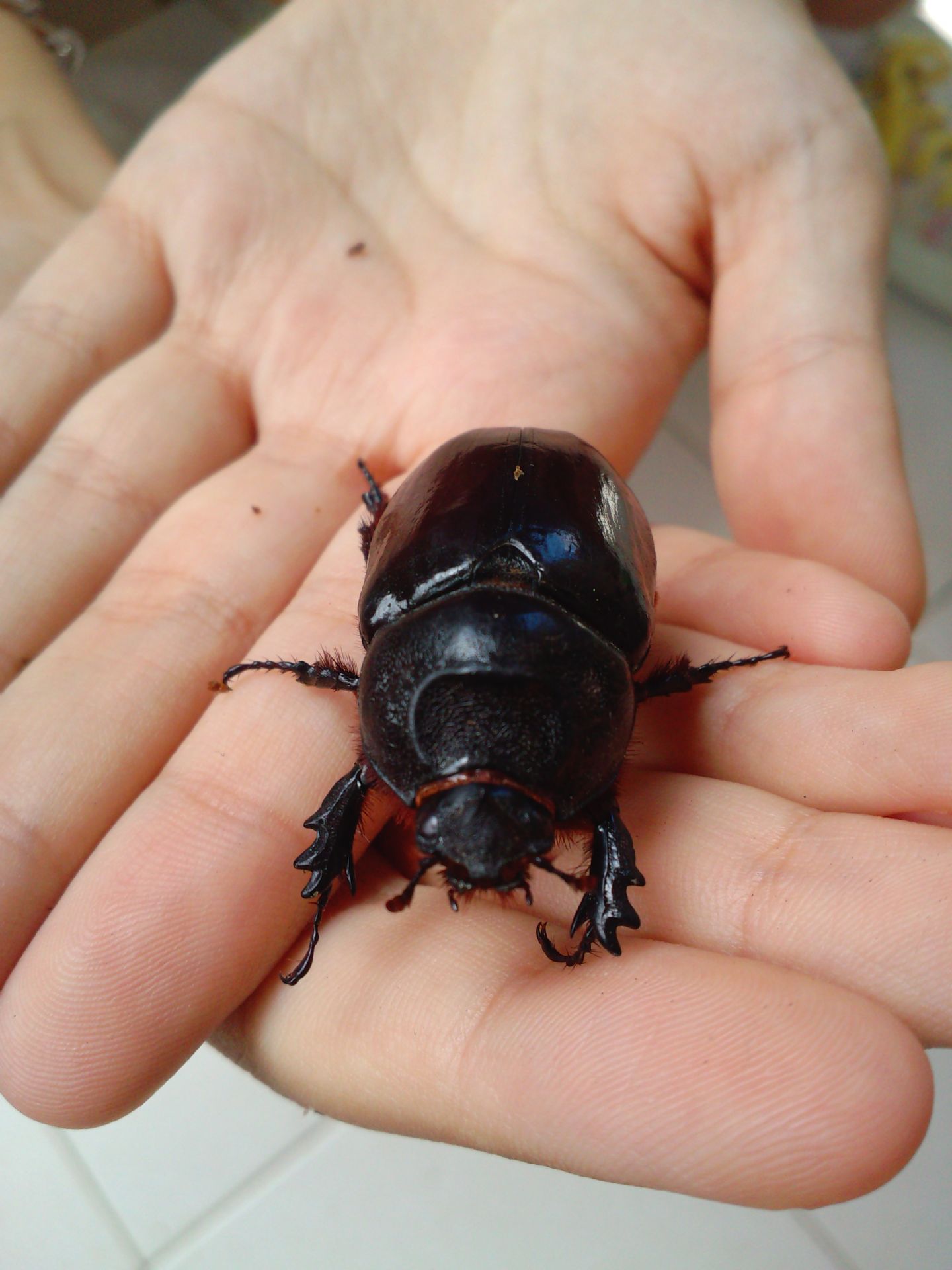 Scarabeo da determinare, femmina di Oryctes nasicornis