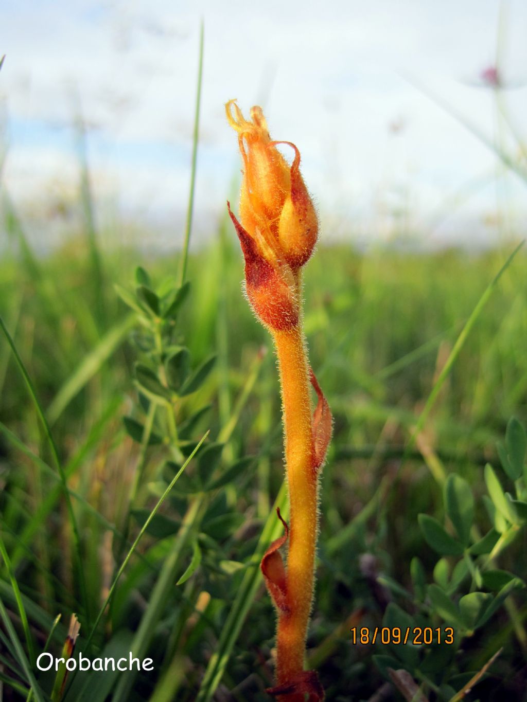 Orobanche gracilis / Succiamele rossastro