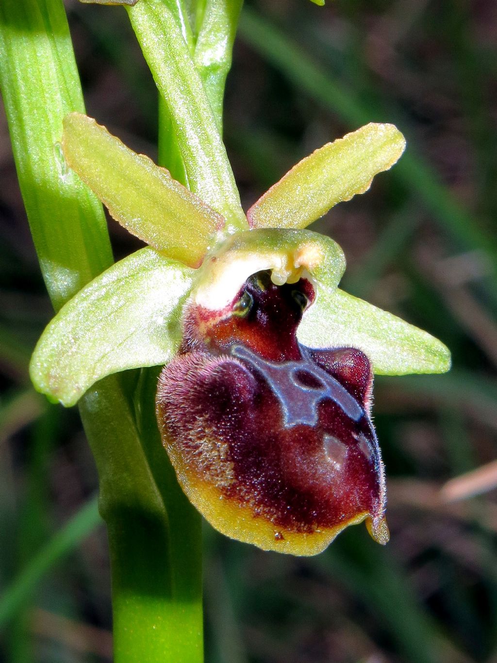 Ophrys sphegodes