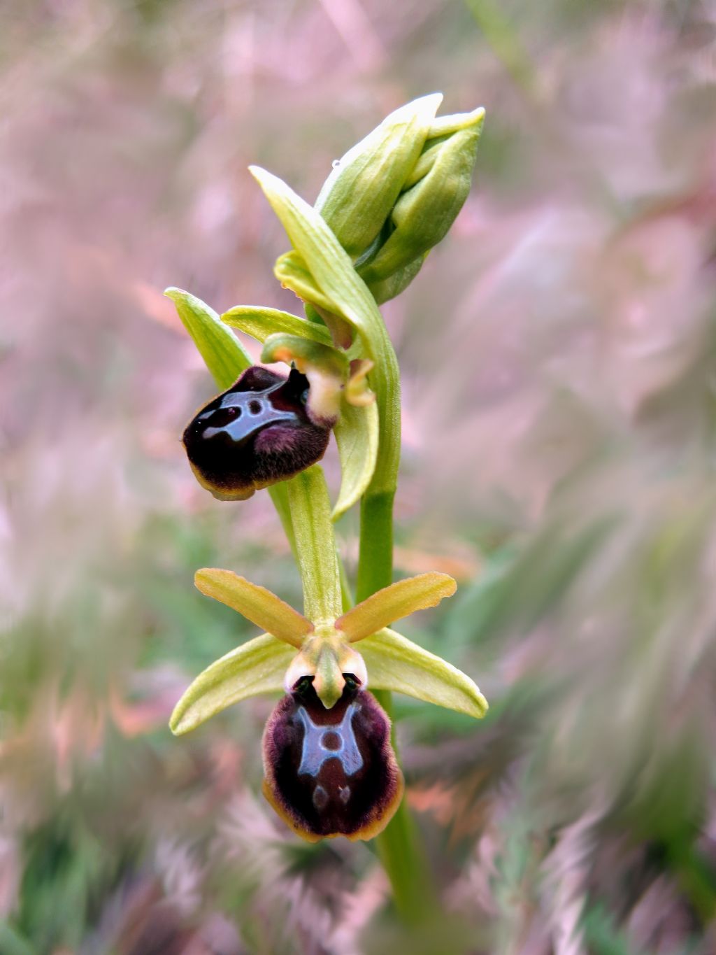 Ophrys sphegodes