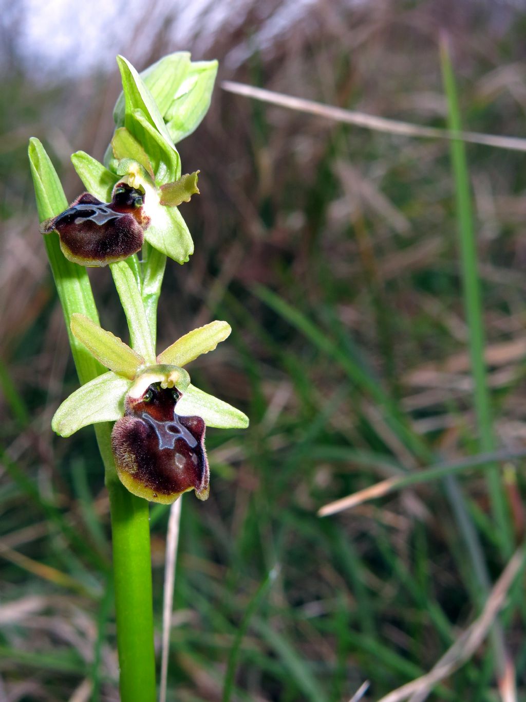 Ophrys sphegodes