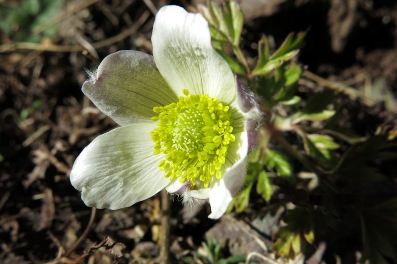 Anemone baldensis?