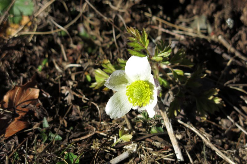 Anemone baldensis?