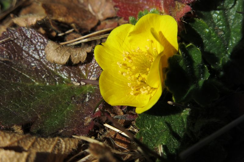 Geum montanum (Rosaceae)